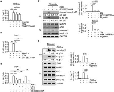 Lactic Acid Fermentation Is Required for NLRP3 Inflammasome Activation